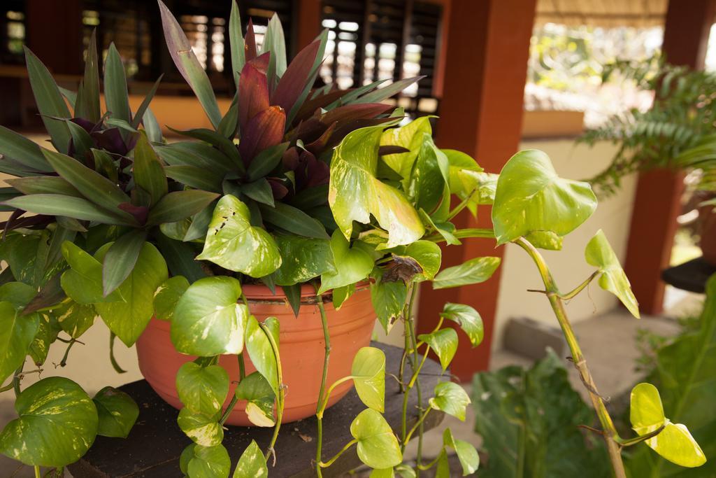 Windy Hill Resort San Ignacio Bagian luar foto